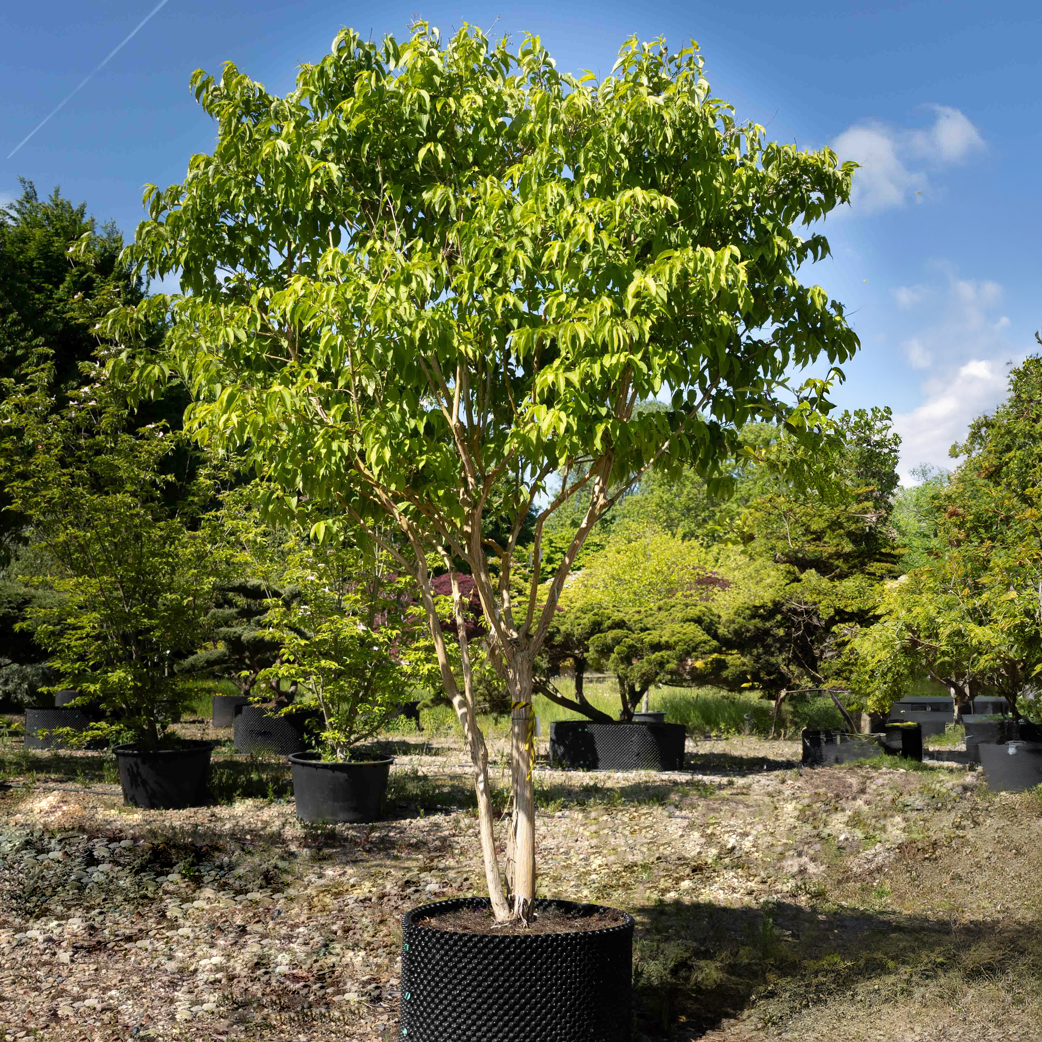 Heptacodium miconioides VJ